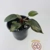 Philodendron Erubescens Chocolate -Green Aura IMG 2790
