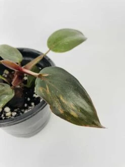 Philodendron Erubescens Chocolate -Green Aura IMG 2791