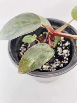 Philodendron Erubescens Chocolate -Green Aura IMG 2792