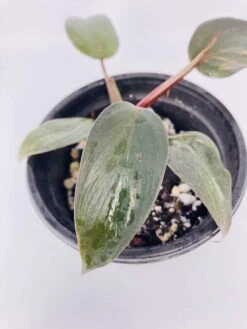 Philodendron Erubescens Chocolate -Green Aura IMG 2793