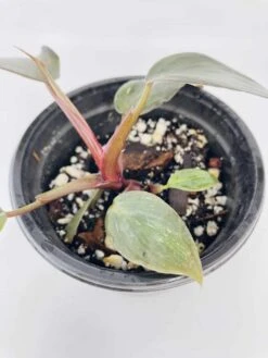 Philodendron Erubescens Chocolate -Green Aura IMG 2794 1