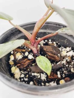 Philodendron Erubescens Chocolate -Green Aura IMG 2795