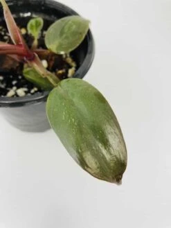 Philodendron Erubescens Chocolate -Green Aura IMG 2796 1
