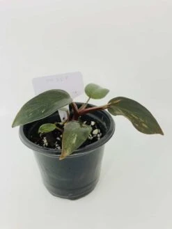 Philodendron Erubescens Chocolate -Green Aura IMG 2800 1
