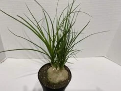 Large Succulent Plant Ponytail Palm Or Beaucarnea Recurvata. -Green Aura IMG 2879