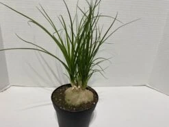 Large Succulent Plant Ponytail Palm Or Beaucarnea Recurvata. -Green Aura IMG 2880