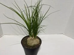 Large Succulent Plant Ponytail Palm Or Beaucarnea Recurvata. -Green Aura IMG 2881