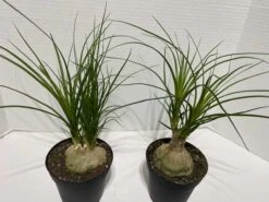 Large Succulent Plant Ponytail Palm Or Beaucarnea Recurvata. -Green Aura IMG 2882