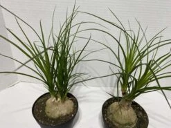 Large Succulent Plant Ponytail Palm Or Beaucarnea Recurvata. -Green Aura IMG 2883