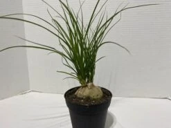 Large Succulent Plant Ponytail Palm Or Beaucarnea Recurvata. -Green Aura IMG 2884
