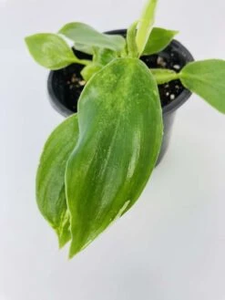 White Wizard Vs White Princess -Green Aura IMG 2885 1