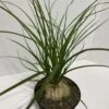 Large Succulent Plant Ponytail Palm Or Beaucarnea Recurvata. -Green Aura IMG 2885