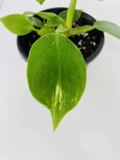 White Wizard Vs White Princess -Green Aura IMG 2886 1