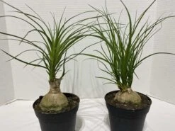 Large Succulent Plant Ponytail Palm Or Beaucarnea Recurvata. -Green Aura IMG 2886