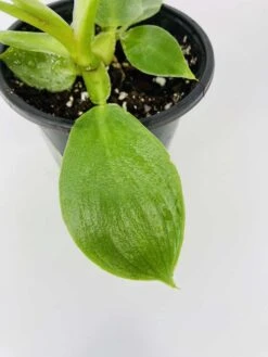 White Wizard Vs White Princess -Green Aura IMG 2887 1