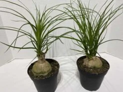 Large Succulent Plant Ponytail Palm Or Beaucarnea Recurvata. -Green Aura IMG 2887