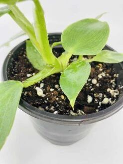 White Wizard Vs White Princess -Green Aura IMG 2889