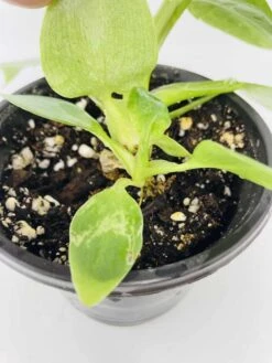 White Wizard Vs White Princess -Green Aura IMG 2890