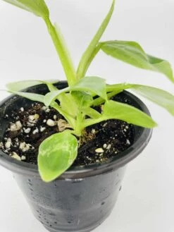 White Wizard Vs White Princess -Green Aura IMG 2891