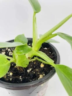 White Wizard Vs White Princess -Green Aura IMG 2892