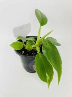 White Wizard Vs White Princess -Green Aura IMG 2893