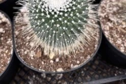 Cactiandexotica | Mammillaria Spinosissima Un Pico -Green Aura IMG 2907 rotated 1