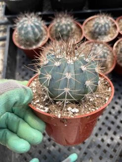 Melocactus Concinnus -Green Aura IMG 2913 rotated 1