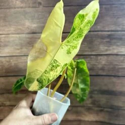 Philodendron Billietiae Variegated -Green Aura IMG 3538