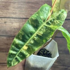 Philodendron Billietiae Variegated -Green Aura IMG 3539