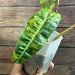 Philodendron Billietiae Variegated -Green Aura IMG 3540