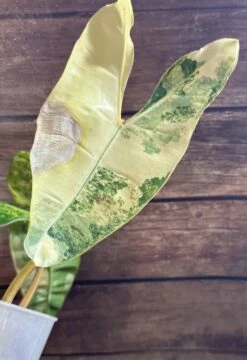 Philodendron Billietiae Variegated -Green Aura IMG 3541