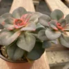 Medium Succulent Plant Echeveria Chroma Hybrid -Green Aura IMG 3546 1