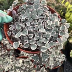 Ceropegia Woodii Variegated String Of Hearts