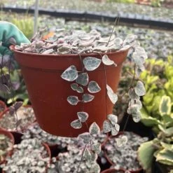 Ceropegia Woodii Variegated String Of Hearts -Green Aura IMG 3870 rotated 1