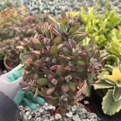 Echeveria Pulvinata---Ruby Chenille Plant -Green Aura IMG 3876 rotated 1