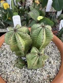 Cactus - Euphorbia Polygona Var. Anoplia Milk Barrel -Green Aura IMG 3884 rotated 1