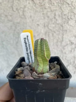 Cactus - Euphorbia Polygona Var. Anoplia Milk Barrel -Green Aura IMG 3886 rotated 1