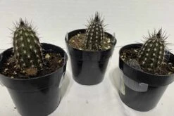 Cactus Plant Small Seliechinopsis Mirabilis. -Green Aura IMG 4114