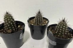 Cactus Plant Small Seliechinopsis Mirabilis. -Green Aura IMG 4115