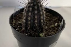 Cactus Plant Small Seliechinopsis Mirabilis. -Green Aura IMG 4117