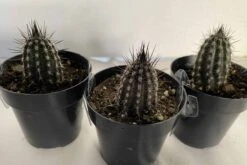 Cactus Plant Small Seliechinopsis Mirabilis. -Green Aura IMG 4118