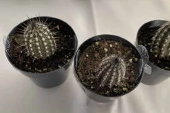 Cactus Plant Small Seliechinopsis Mirabilis. -Green Aura IMG 4119 1