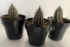 Cactus Plant Small Seliechinopsis Mirabilis. -Green Aura IMG 4120 1