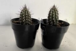 Cactus Plant Small Seliechinopsis Mirabilis. -Green Aura IMG 4122