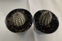 Cactus Plant Small Seliechinopsis Mirabilis. -Green Aura IMG 4123