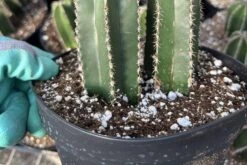 6" Pachycereus--Mexican Fence Post