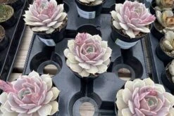 Medium Succulent Plant 'Angel Kissed'. -Green Aura IMG 4213