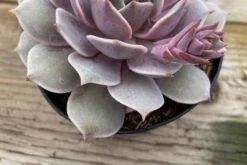 Medium Succulent Plant 'Angel Kissed'. -Green Aura IMG 4214