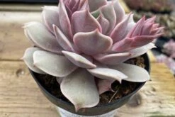 Medium Succulent Plant 'Angel Kissed'. -Green Aura IMG 4215