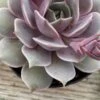 Medium Succulent Plant 'Angel Kissed'. -Green Aura IMG 4216 1
